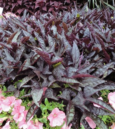Sweet Potato Vine Sweet Caroline Raven™